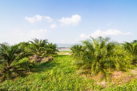 油棕榈树油棕榈树景观在泰国春蓬府 pathio 区的棕榈油种植园胡同泰国